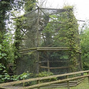 Rusty-spotted cat enclosure