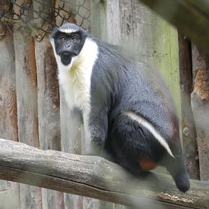 Diana monkey