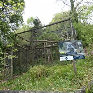 Lesser bamboo lemur enclosure
