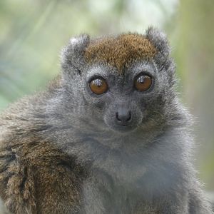 Lesser bamboo lemur