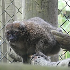 Greater bamboo lemur