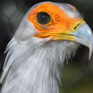 Sagittarius serpentarius