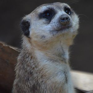 Suricata suricatta (iona?)