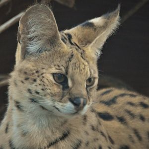Leptailurus serval