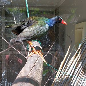 Allen's gallinule