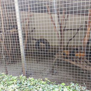 Yellow-throated marten cage (50%)