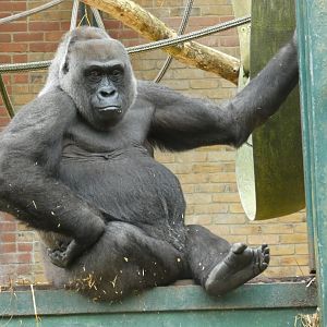 Western lowland gorilla