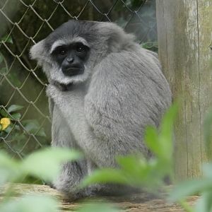 Javan gibbon