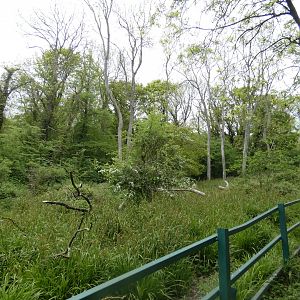 Malayan tapir enclosure