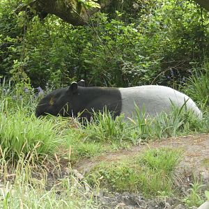 Malayan tapir