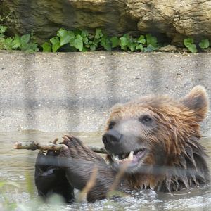 Brown bear in pond