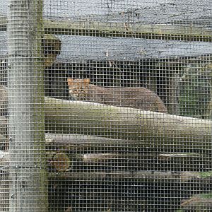 Rusty-spotted cat