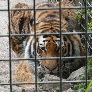 Amur tiger