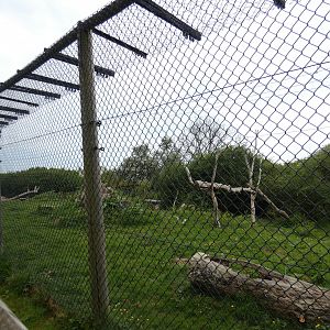 Serval enclosure (Former Scottish wildcat)