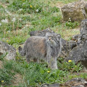 Pallas' cat