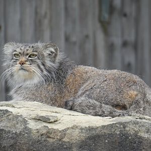 Pallas' cat lying down