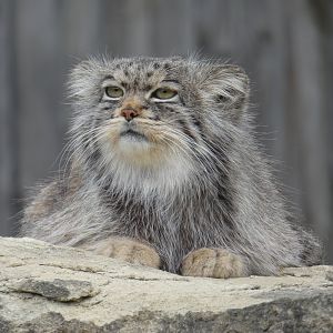 Pallas' cat close-up