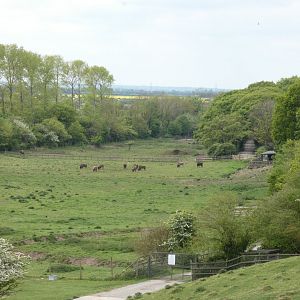 European bison paddock