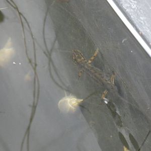 Newt in Pallas' cat enclosure moat