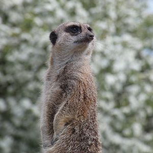 Meerkat