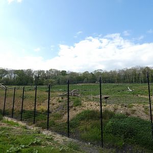 Lion enclosure (2)