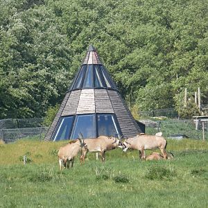 Roan antelope (with Amur leopard in background)
