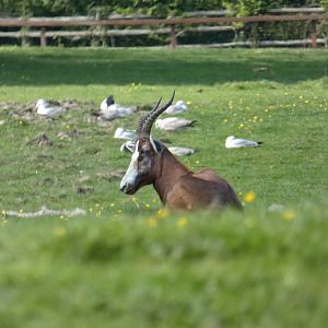 Blesbok