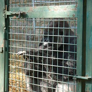 Western lowland gorilla male