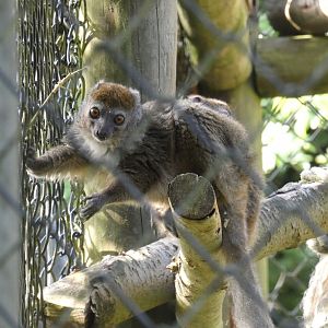 Lesser bamboo lemur