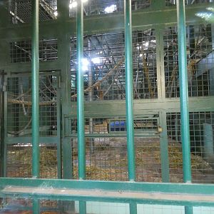 Indoor gorilla enclosure