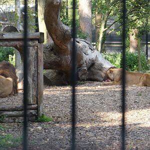 The former Borth Animalarium lions