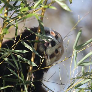 Red panda (Ailurus fulgens)