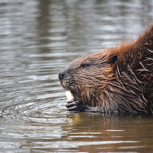 North American beaver (Castor canadensis)