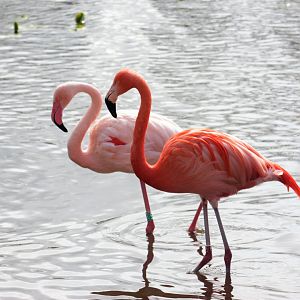Hybrid flamingo (Phoenicopterus spp.)