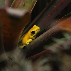 Golden poison frog (Phyllobates terribilis)