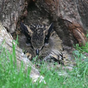 Eurasian eagle-owl (Bubo bubo)