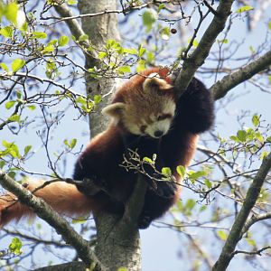 Red panda (Ailurus fulgens)