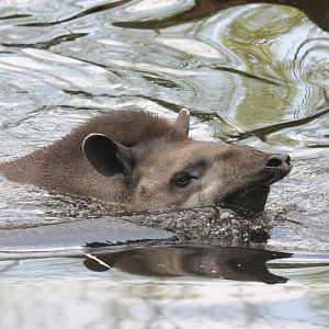 South American tapir (Tapirus terrestris)