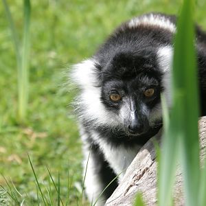 White-belted black-and-white ruffed lemur (Varecia variegata subcincta)