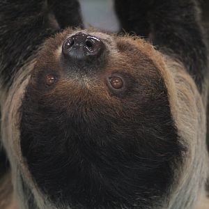 Linnaeus's two-toed sloth (Choloepus didactylus)