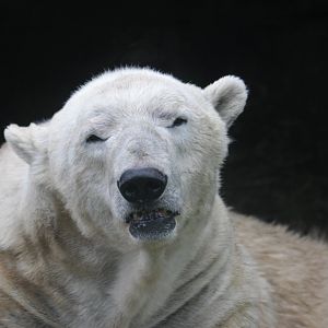 Polar bear (Ursus maritimus)