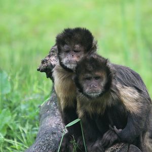Golden-bellied capuchin (Sapajus xanthosternos)