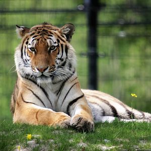 Amur tiger (Panthera tigris altaica)