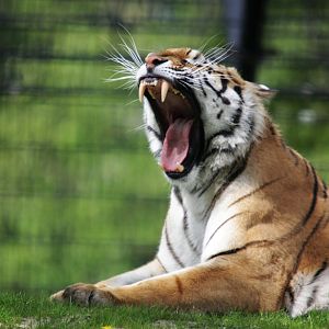 Amur tiger (Panthera tigris altaica)