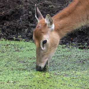 Père David's deer (Elaphurus davidianus)