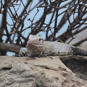 Utila spiny-tailed iguana (Ctenosaura bakeri)