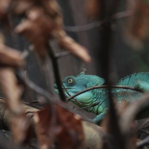Green basilisk (Basiliscus plumifrons)