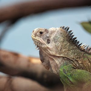 Lesser Antillean iguana (Iguana delicatissima)