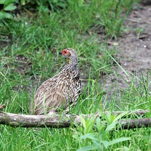 Yellow-necked francolin (Pternistis leucoscepus)