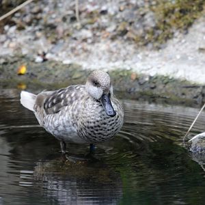 Marbled teal (Marmaronetta angustirostris)